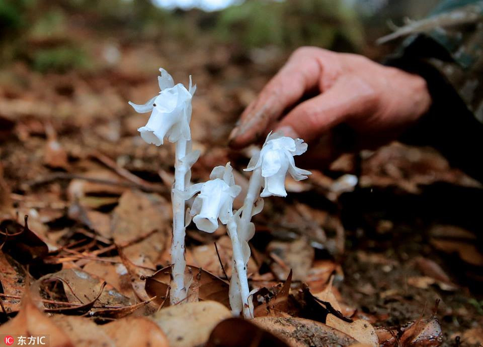 Khi tuần tra trong rừng rậm, các nhân viên kiểm lâm huyện Quế Đông, tỉnh Hồ Nam vô tình phát hiện loại cây kỳ lạ. Đó là loài cây rất hiếm gặp, có tên là lan thủy tinh.