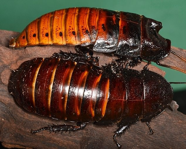 Kinh di gian khong lo luc nhuc tren tay nguoi, duoc lam thu cung-Hinh-4