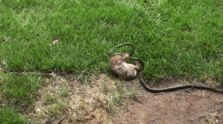 Cuối cùng, con rắn cũng phải tạm buông những con thỏ con và tấn công thỏ mẹ.