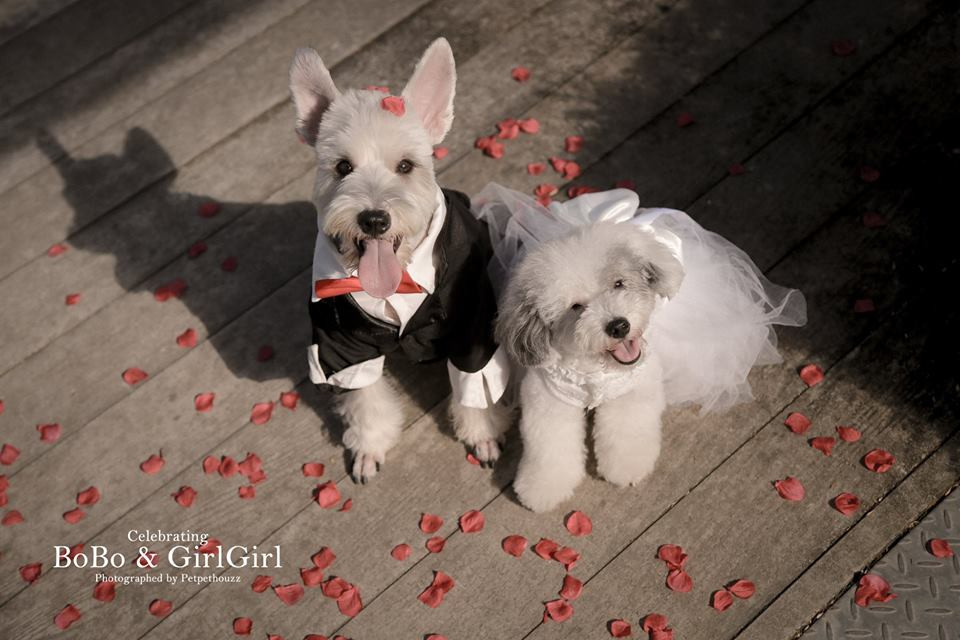 Chúng hạnh phúc khi bên nhau.