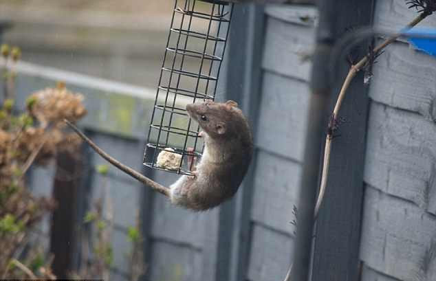 Trong những bức ảnh được lan truyền, loài chuột cho thấy kỹ năng leo trèo, nhào lộn và xử lý tình huống tuyệt vời của mình.