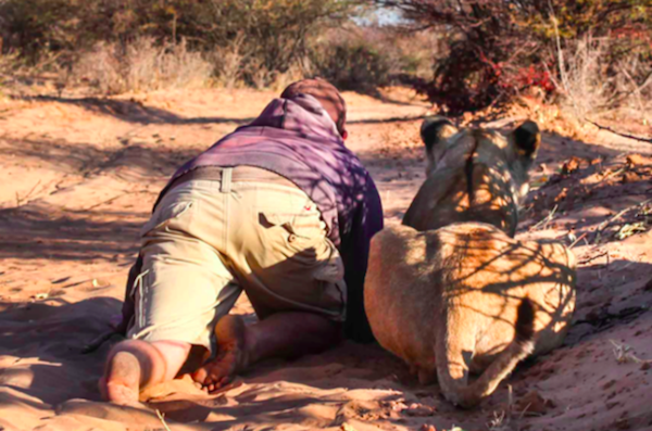 Đến khi Sirga lớn hơn, bắt đầu trổ mã, Hill và Mikke bắt đầu một kế hoạch đào tạo hoang dã.