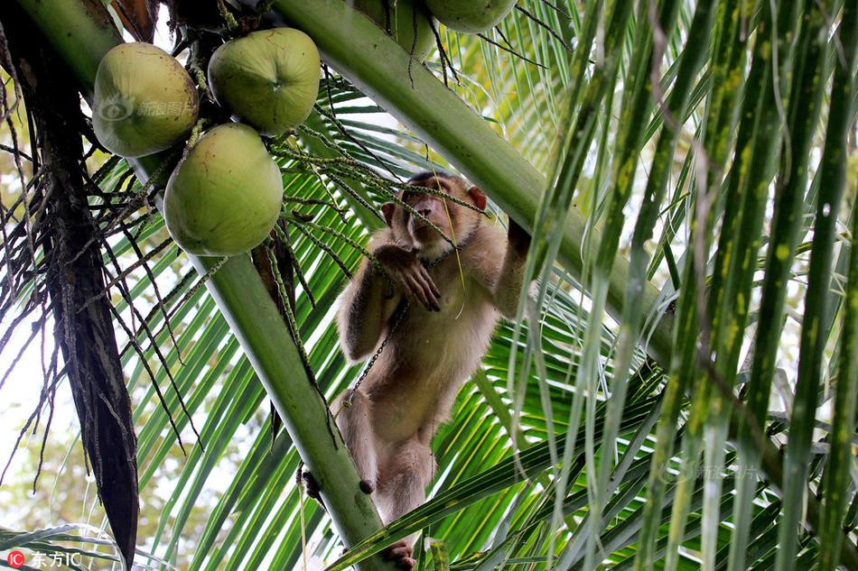 Thế nhưng, trong quá trình làm việc, có điều gì sai sót, hoặc dám phản kháng lại, những con khỉ đáng thương sẽ tiếp tục bị đòn đau, vô cùng khổ sở.