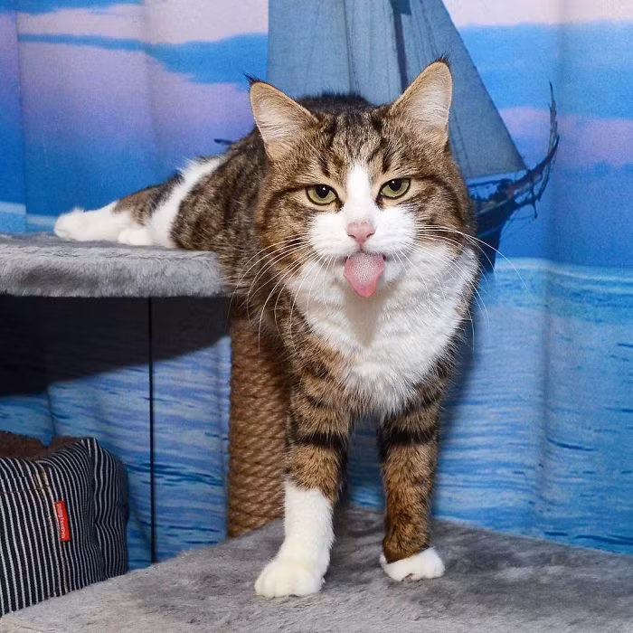 Hình ảnh Rexie với những biểu cảm độc đáo, vui nhộn đem lại niềm cảm hứng cho nhiều người.