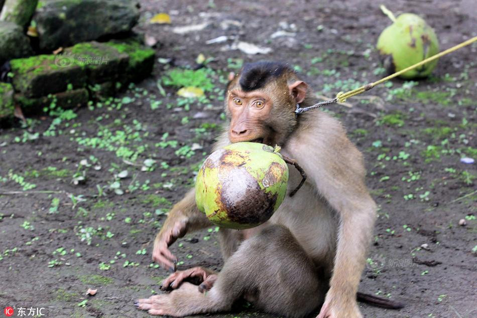 Khi đến tay những chủ nhân mới, những con khỉ sẽ phải chịu đựng cuộc sống bị cầm tù, bị lao động khổ sai không có ngày nghỉ.