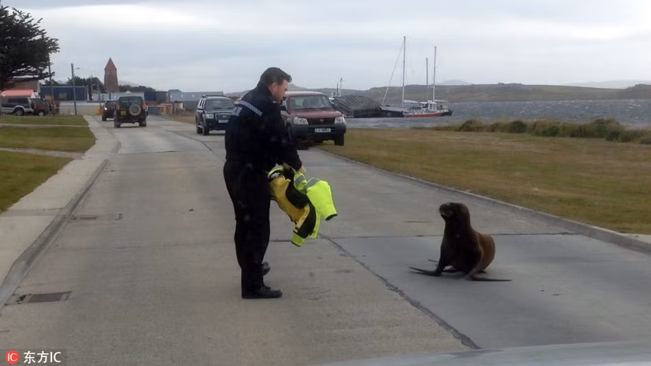 Rái cá phải đối đầu với cảnh sát khi liều mình nằm giữa đường đi.