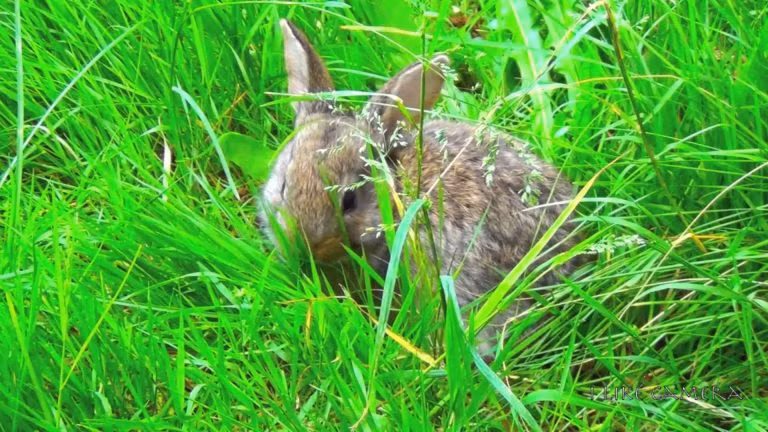 Chẳng ngờ, ngoài tầm nhìn của nó, một con rắn đen to lớn đã quyết định sẽ săn giết những con thỏ con.