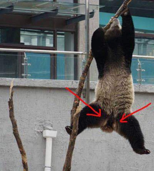 Theo họ, ở những động vật có vú lớn, đặc biệt là ở gấu trúc, giới tính của chúng rất khói phán đoán. Khi mới ra đời, gấu trúc con rất bé, bộ phận sinh dục cũng không rõ ràng, rất khó phân rõ là đực hay là cái.