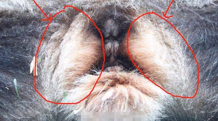 Phải đến khi trưởng thành, các nhà nghiên cứu mới có thể phân định giới tính chuẩn xác cho từng cá thể gấu trúc.