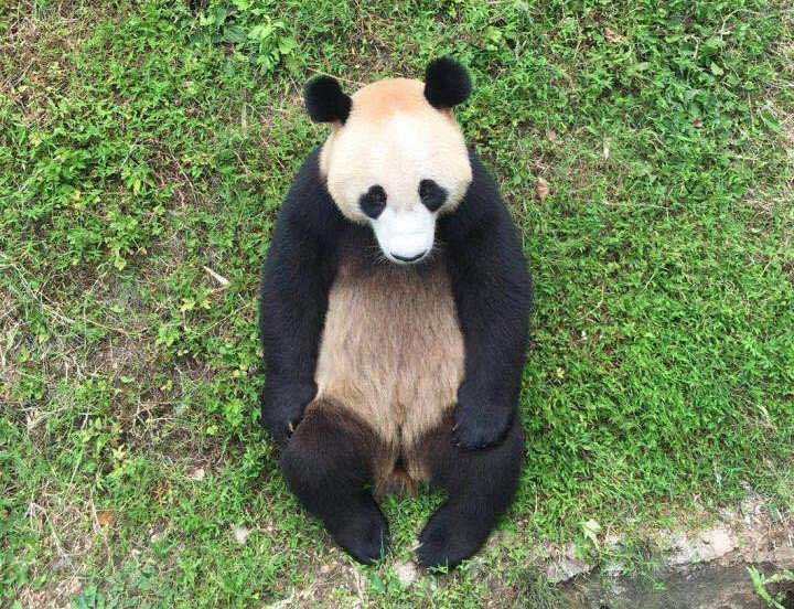Tuy nhiên, vào tháng 4 này, các nhà khoa học thuộc Trung tâm nghiên cứu, bảo tồn gấu trúc khổng lồ ở Trung Quốc và các nhà nghiên cứu tại công viên động vật hoang dã Thẩm Dương đã phát hiện ra rằng điều bất ngờ.