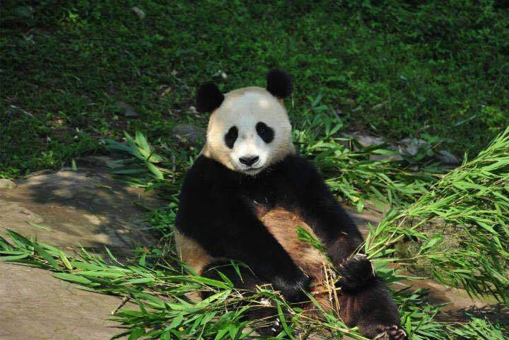 Lúc mới chuyển đến, các nhà động vật học làm việc tại công viên cho biết, trong bốn con gấu trúc chỉ có một con là gấu đực, còn lại là ba con cái, trong đó gấu trúc Phổ Phổ được cho là gấu trúc cái.