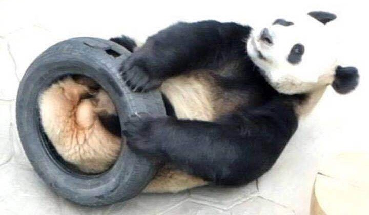 Trường hợp của Phổ Phổ là nhầm lẫn không đáng có. Tuy nhiên, việc thay đổi giới tính của Phổ Phổ không hề ảnh hưởng gì đến tình cảm của các du khách dành cho chú gấu này.