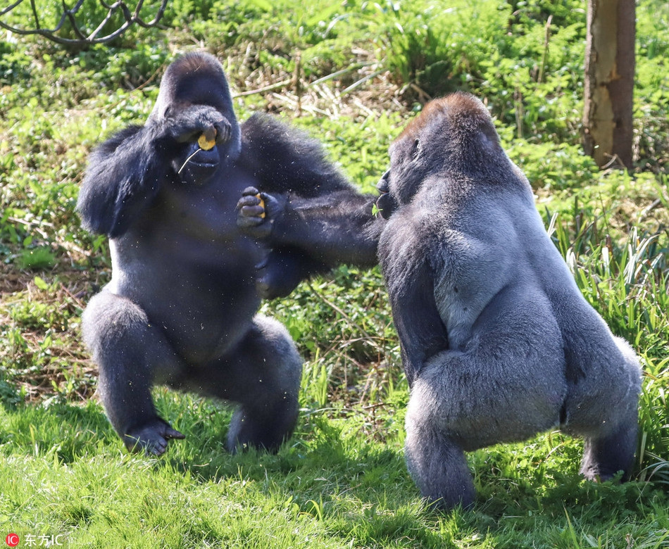 Trong các bức ảnh được một du khách chụp lại, con khỉ đột cấp thấp có tên Kivu đang cố gắng chiến đấu để bảo vệ thức ăn của mình khỏi sự cướp bóc trắng trợn từ khỉ đột trung cấp có tên Kiondo.