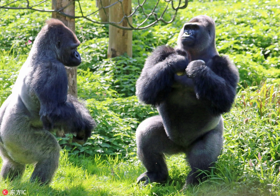 Tuy vậy, không phải lúc nào những con khỉ đột to hơn, khỏe hơn cũng chiến thắng. Đôi lúc, chúng cũng sẽ bại trận trước những kẻ liều lĩnh và ranh mãnh.