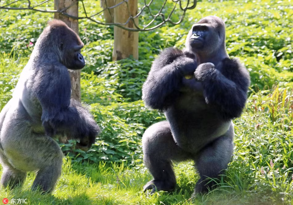 Tuy vậy, không phải lúc nào những con khỉ đột to hơn, khỏe hơn cũng chiến thắng. Đôi lúc, chúng cũng sẽ bại trận trước những kẻ liều lĩnh và ranh mãnh.