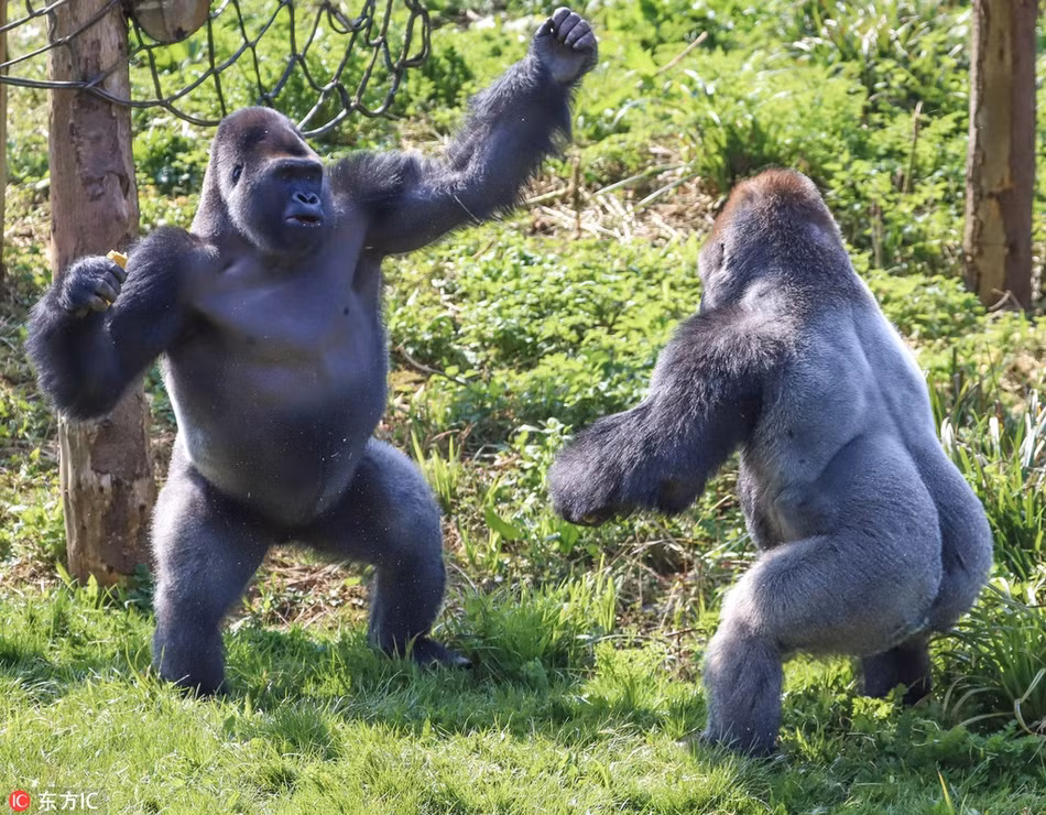Mới đây, những du khách có mặt tại vườn thú Paignton, ở Devon, Anh vô cùng bất ngờ và thích thú khi được tận mắt chứng kiến trận quyền anh đỉnh cao của hai con khỉ đột khổng lồ.