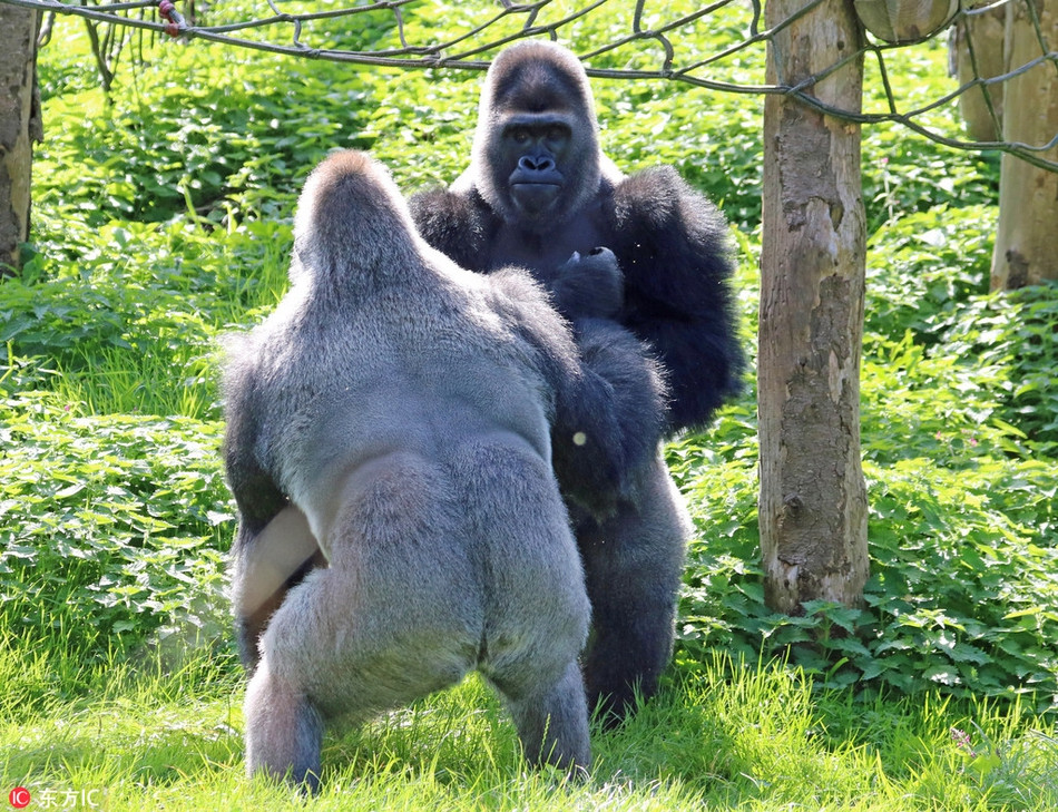 Theo thông tin đăng tải, hai con khỉ đột khổng lồ đều thuộc loài khỉ đột phía tây (Western Lowland) và trận kịch chiến giữa hai con khỉ đột này được các chuyên gia động vật học gọi là cuộc chiến cấp lớp.