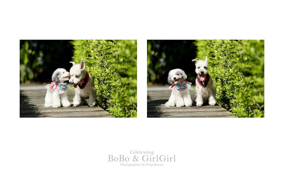 Đối với loài chó cũng như vậy, chuyện tình của Bobo và Cách Cách là minh chứng rõ nhất.