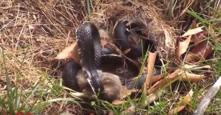 Khi nhìn thấy cảnh tượng thỏ con bị rắn đen săn giết, thỏ mẹ nhảy thẳng vào ổ và cắn chặt vào cơ thể con rắn, sẵn sàng đánh trả con rắn bằng tất cả sức lực của mình.