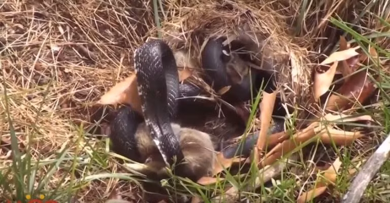 Khi nhìn thấy cảnh tượng thỏ con bị rắn đen săn giết, thỏ mẹ nhảy thẳng vào ổ và cắn chặt vào cơ thể con rắn, sẵn sàng đánh trả con rắn bằng tất cả sức lực của mình.