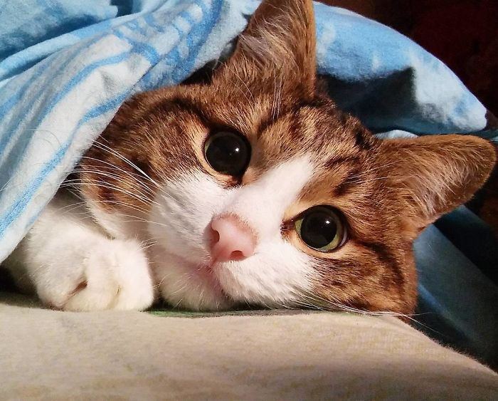 Rexie rất tự lập và điều chỉnh cơ thể thích nghi theo hoàn cảnh một cách hoàn hảo kỳ lạ. Hiện chú mèo có thể di chuyển chỉ bằng hai chân trước một cách khá thoải mái.