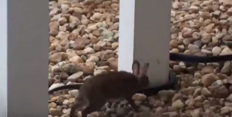 Kết thúc trận chiến, con rắn đen phải bỏ của chạy lấy người, tìm cách nhanh nhất chuồn khỏi khu vực mà mẹ con thỏ sinh sống. Được biết, mặc dù bị choáng váng, nhưng những con thỏ con may mắn vẫn có thể sống sót sau hiểm cảnh.