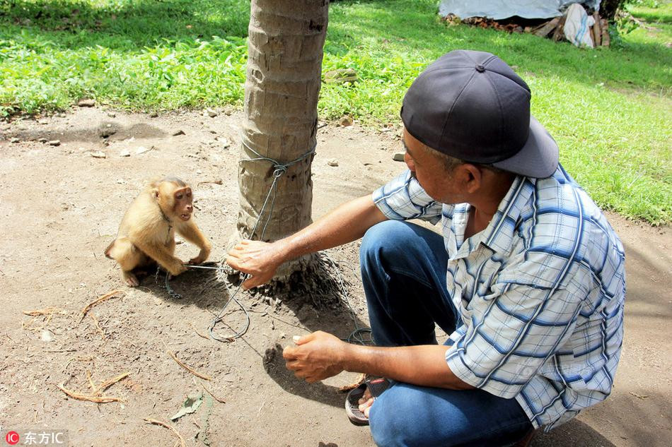 Sau khi sự việc được truyền thông đưa tin, có thể trong tương lai gần, những con khỉ sẽ được giải thoát, được đưa trở lại môi trường thiên nhiên hoang dã, sống cuộc sống tự do, thoải mái.