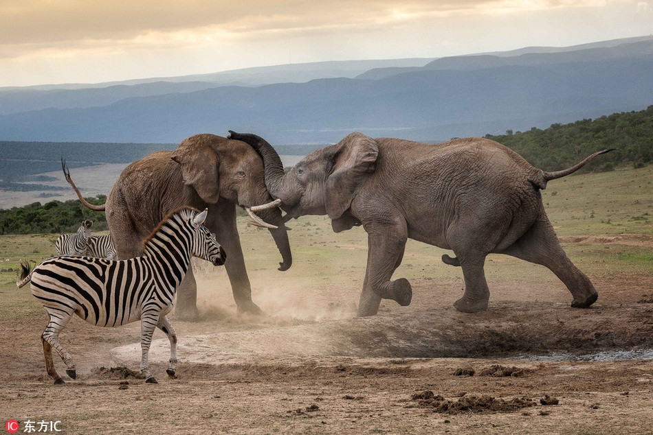Ngua van tho o nhin voi khong lo dau da noi bo-Hinh-2
