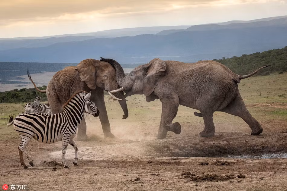 Ngựa vằn thờ ơ nhìn voi khổng lồ đấu đá nội bộ - Hình 2 Ngua van tho o nhin voi khong lo dau da noi bo-Hinh-2