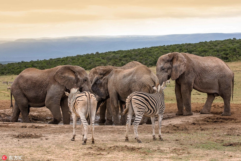 Ngua van tho o nhin voi khong lo dau da noi bo-Hinh-4