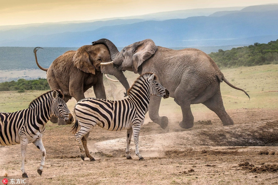Ngua van tho o nhin voi khong lo dau da noi bo