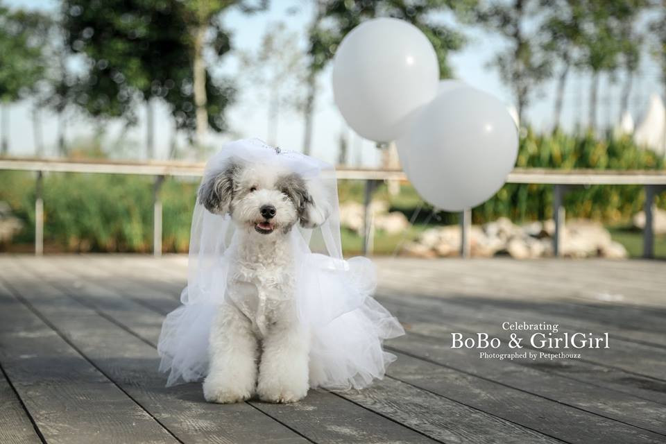 Mỗi khi trời mưa, sấm sét, Bobo lại tự động chạy đến bên Cách Cách để trấn an cô chó nhỏ.