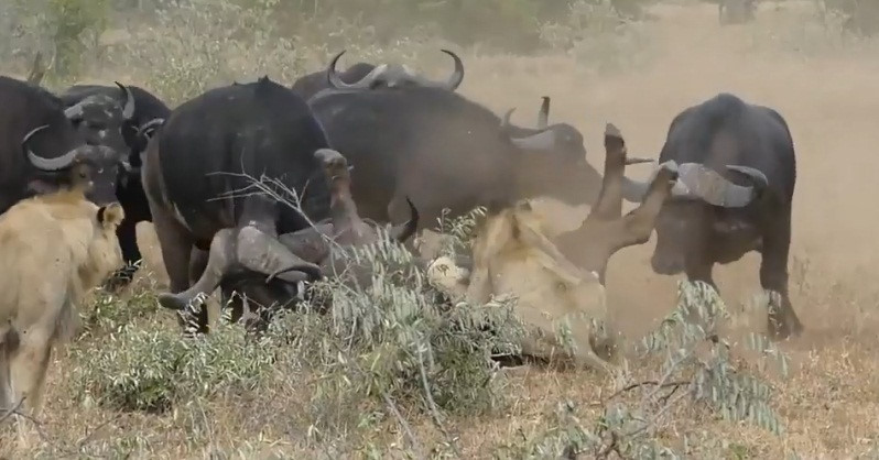 Để cứu đồng loại trẻ tuổi của mình bị sư tử săn giết, cả đàn trâu rừng đã đoàn kết lại, khiến sư tử hung dữ phải bỏ chạy.