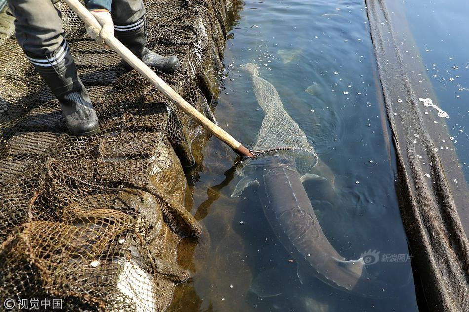 Theo ông Lý, trứng cá tầm rất đắt, có thể coi là "vàng đen". Nếu con cá tầm cái này có thể cho từ 6 đến 7kg trứng cá, cùng với thịt cá, xương cá đều bán được, giá trị của nó sẽ lên tới 120000 tệ (khoảng 420 triệu đồng).