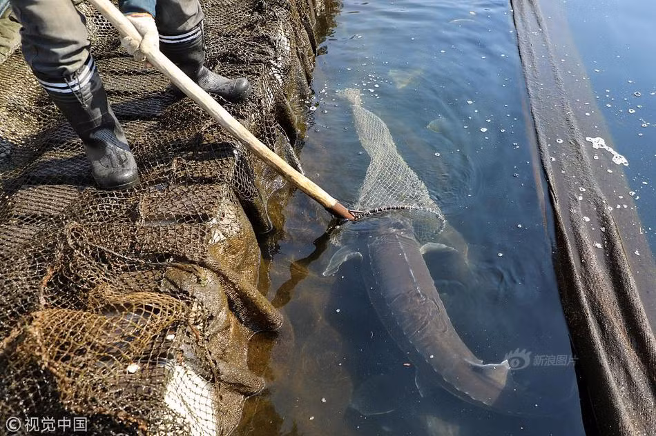 Theo ông Lý, trứng cá tầm rất đắt, có thể coi là "vàng đen". Nếu con cá tầm cái này có thể cho từ 6 đến 7kg trứng cá, cùng với thịt cá, xương cá đều bán được, giá trị của nó sẽ lên tới 120000 tệ (khoảng 420 triệu đồng).