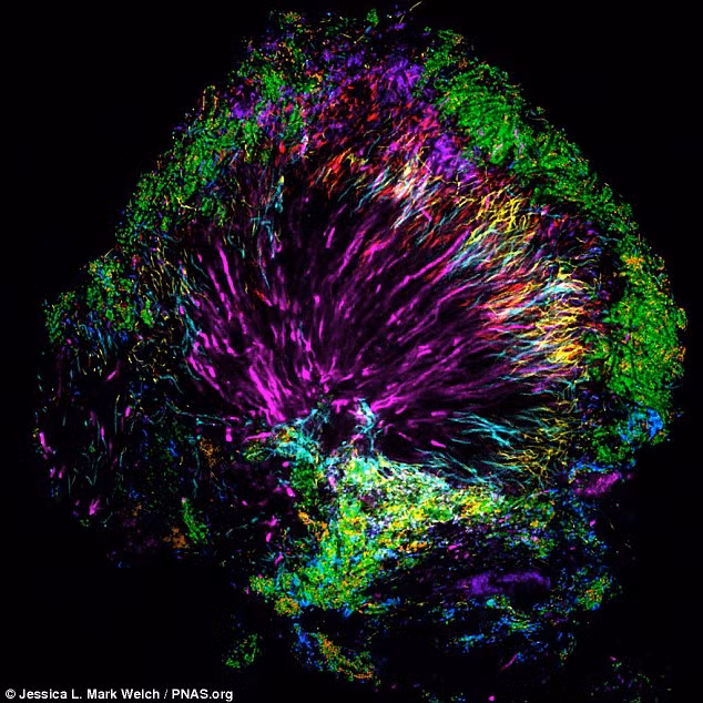 Mỗi màu sắc được hiển thị sẽ đại diện cho một loài vi khuẩn khác nhau