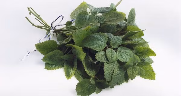 Tía tô. Để đối phó với việc ngủ khó các nhà nghiên cứu y khoa cho hay,tía tô cũng là thảo dược chữa mất ngủ rất hữu hiệu. Tía tô sẽ làm tăng sản xuất glycine có tác dụng như một toa thuốc an thần giúp thần kinh và các cơ bắp thả lỏng thoải mái. Hãy nghiền lá tía tô hoặc đun sôi với một vài lá chanh trong 3-4 phút và uống để chữa bệnh mất ngủ.