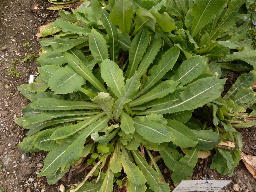 Rau diếp dại. Là một vị thuốc an thần nhẹ nhàng chữa chứng bồn chồn và mất ngủ. Nó cũng được dùng điều chế thuốc trị chứng mất ngủ cấp tính và mãn tính. Chỉ cần dùng lá rau diếp hoang nghiền uống 3-4 thìa trước khi đi ngủ.