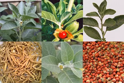 Rễ cây sâm Ấn Độ (Ashwagandha). Nếu tình trạng căng thẳng khiến bạn khó ngủ thì loài thảo mộc này có thể chữa trị căng thẳng. Đơn giản chỉ cần dùng một muỗng cà phê bột rễ của loài cây này pha cùng sữa nóng uống trước khi đi ngủ 30 phút là bạn sẽ chìm vào giấc ngủ ngon lành.