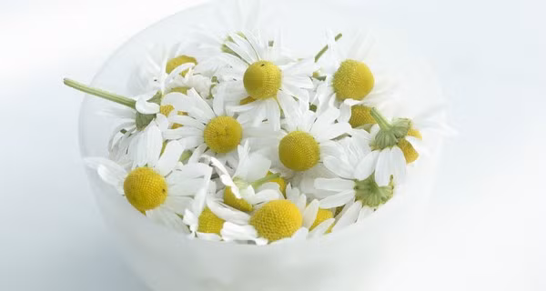 Hoa cúc. Một nghiên cứu trên tạp chí Molecular Medicine cho thấy, hoa cúc chứa một hợp chất có tên apegign có thể thư giãn các mô cơ bắp giúp bạn ngủ ngon hơn. Đơn giản chỉ cần pha một tách trà hoa cúc để nhâm nhi trước khi đi ngủ sẽ giúp bạn ngủ ngon và sâu hơn.