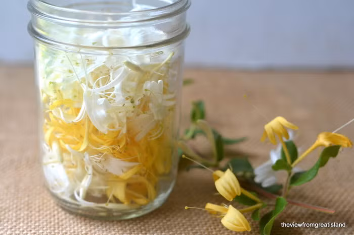 Chính vì vậy mà hoa này được làm thành siro hoặc bánh pudding để có thể chữa các loại bệnh mãn tính. Tuy nhiên, nhớ là chỉ hoa có lợi, quả của cây này thực sự mang tính độc cao.