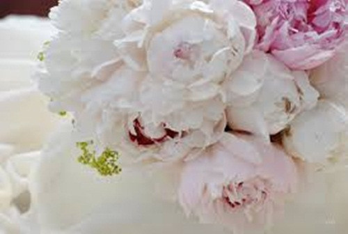 Hoa mẫu đơn. Có nguồn gốc từ Trung Quốc, cây hoa này thực sự có đặc tính chữa bệnh cao. Người Trung Hoa thường thêm nó vào các món salad hoặc đun sôi để uống trà để giúp kiềm chế bệnh tiểu đường hay cholesterol.