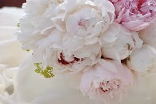 Hoa mẫu đơn. Có nguồn gốc từ Trung Quốc, cây hoa này thực sự có đặc tính chữa bệnh cao. Người Trung Hoa thường thêm nó vào các món salad hoặc đun sôi để uống trà để giúp kiềm chế bệnh tiểu đường hay cholesterol.