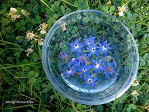 Hoa lưu ly. Nhiều người gọi loài hoa này là “thảo mộc hoan lạc”, hoa của nó đầy đủ axit béo và GLA. Nó có thể giúp đỡ những người bị trầm cảm, viêm da dị ứng, viêm khớp, bệnh tim, tiêu chảy và sốt. Ngoài ra các vấn đề sức khỏe như bệnh lupus, mãn kinh, viêm phế quản, cảm cúm, viêm họng cũng được chữa bằng hoa lưu ly.