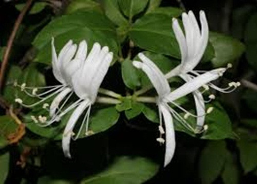 Hoa Kim Ngân. Một loại hoa của Nhật Bản bây giờ được dùng rộng rãi trên thế giới. Những cánh hoa kim ngân có vị ngọt như mật ong, có thể chữa những bệnh như trầm cảm, cảm cũn, thanh lọc máu, nhiễm trùng và cả bệnh gút.