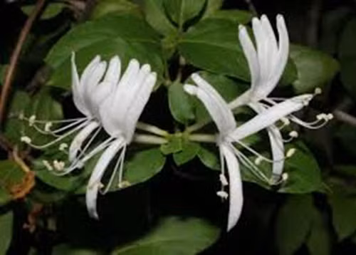 Hoa Kim Ngân. Một loại hoa của Nhật Bản bây giờ được dùng rộng rãi trên thế giới. Những cánh hoa kim ngân có vị ngọt như mật ong, có thể chữa những bệnh như trầm cảm, cảm cũn, thanh lọc máu, nhiễm trùng và cả bệnh gút.