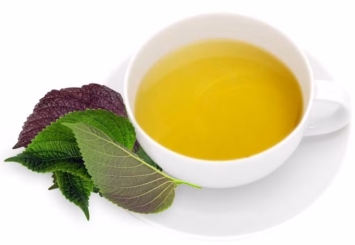 Tác dụng của tía tô với bệnh gút. Do trong tía tô có chứa nhiều tinh dầu có tác dụng giảm đau chống viêm, giãn mạch, ngăn chặn quá trình nhiễm khuẩn nên có tác dụng rất tốt trong các đợt cấp tính của bệnh gút.