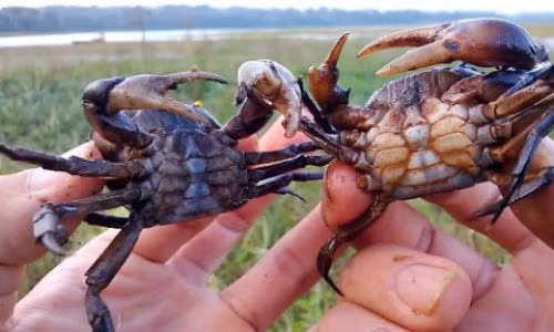 Ăn cua sống chữa ung thư: Phản khoa học, rước thêm bệnh - Hình 2 An cua song chua ung thu: Phan khoa hoc, ruoc them benh-Hinh-2