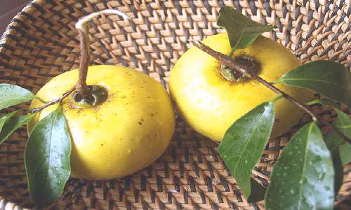 Trị nám da, trứng cá bằng cây cỏ tự nhiên Tri nam da, trung ca bang cay co tu nhien