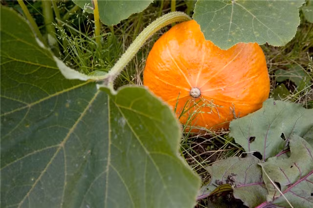 Không ăn bí đỏ cùng với cá: cá là thực phẩm giàu đạm, axit béo không bão hòa, DHA, vitamin A, vitamin D tuy nhiên nếu ăn cùng bí đỏ sẽ gây bất lợi cho sức khỏe. Ảnh: quanjing.